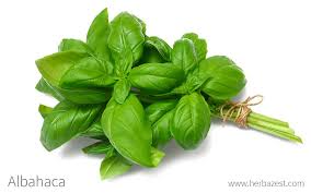 ATADO DE ALBAHACA