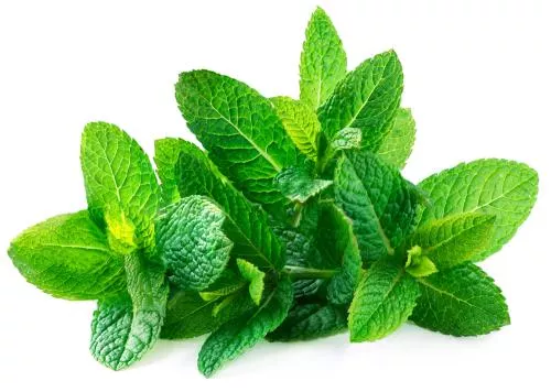 ATADO DE MENTA