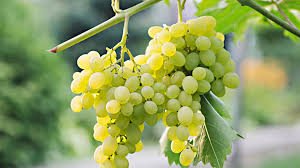UVA SUELTA BLANCA