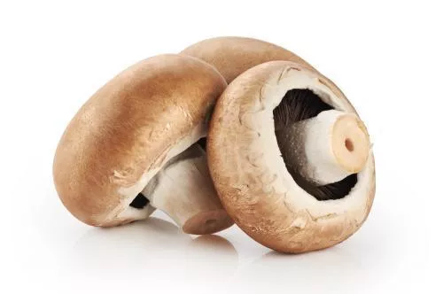 HONGO PORTOBELLO