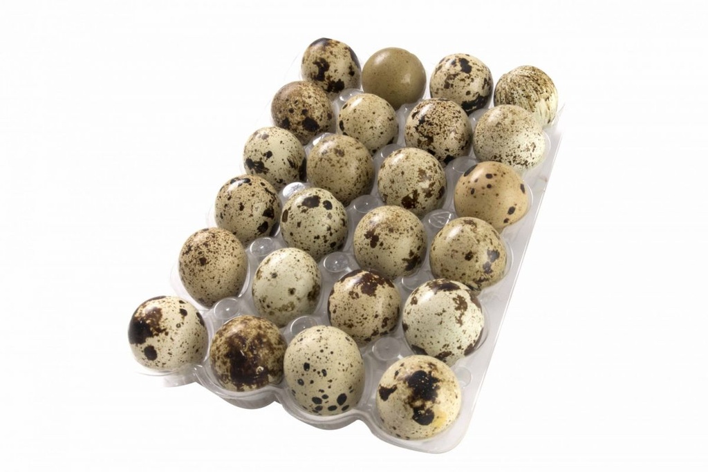 HUEVOS DE CODORNIZ