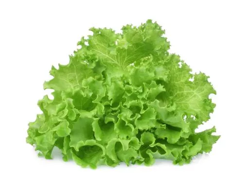 LECHUGA HIDROPONICA