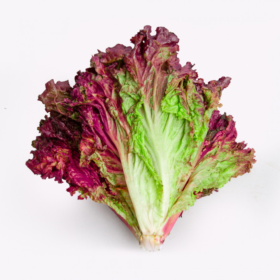 LECHUGA MORADA