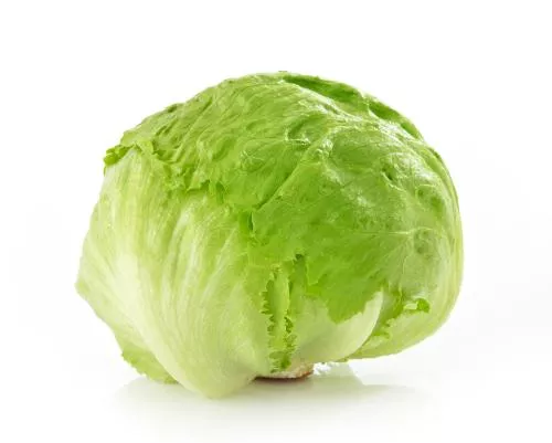 LECHUGA REPOLLADA