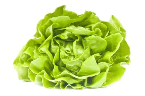 Lechuga Mantecosa
