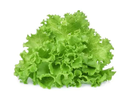 LECHUGA HIDROPONICA